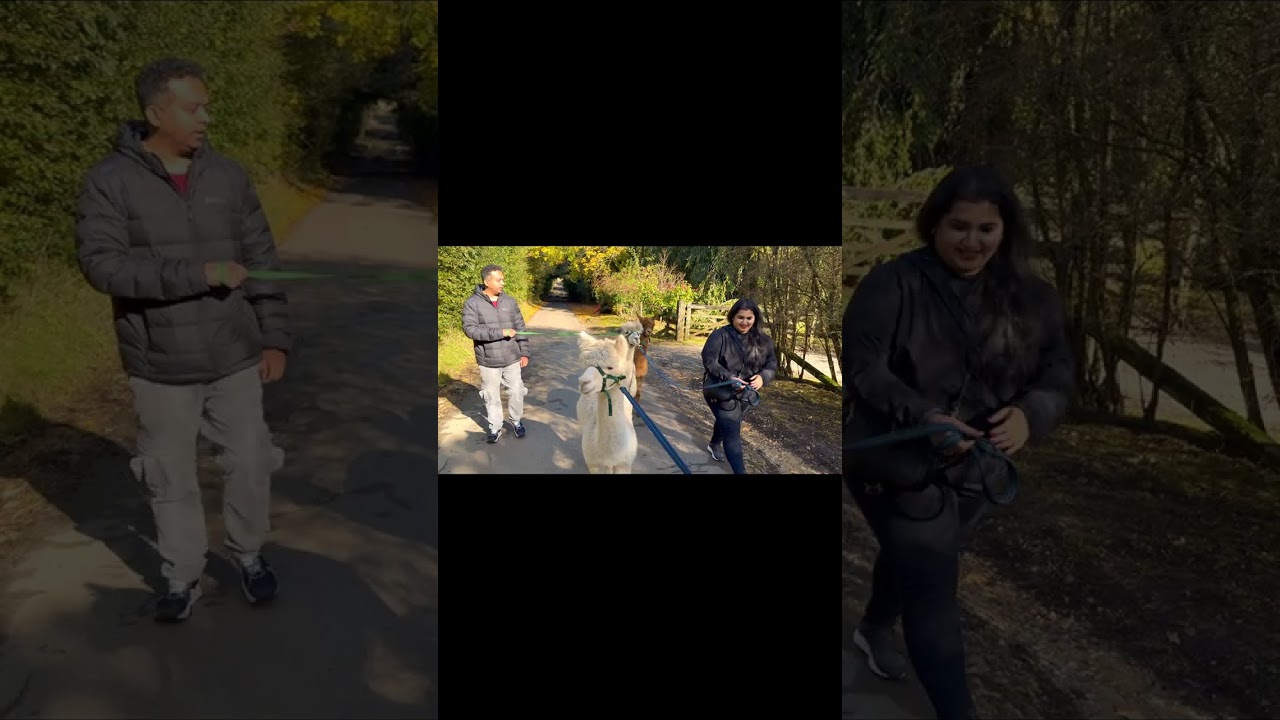 Adorable Alpacas! Cotswold Alpaca Walking Experience