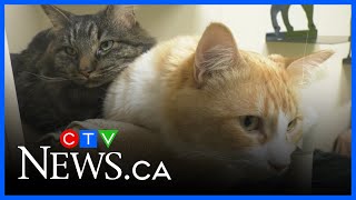 Kids get a tour of the Edmonton Humane Society