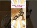 【悲報】ワイのネッコ、まさかの入院 #2ch動物スレ #猫動画 #猫のいる暮らし