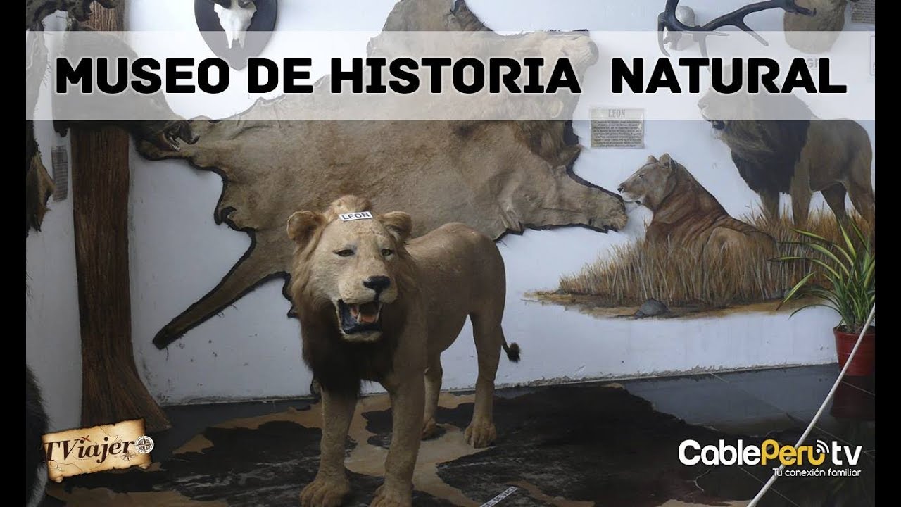 TV VIAJERO - TE ENSEÑAMOS UN LUGAR DONDE  PODRÁS OBSERVAR ANIMALES DISECADOS