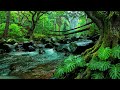 River Flowing Birds Chirping, Forest River Ambience to Help You Sleep Deeply and Feel at Peace