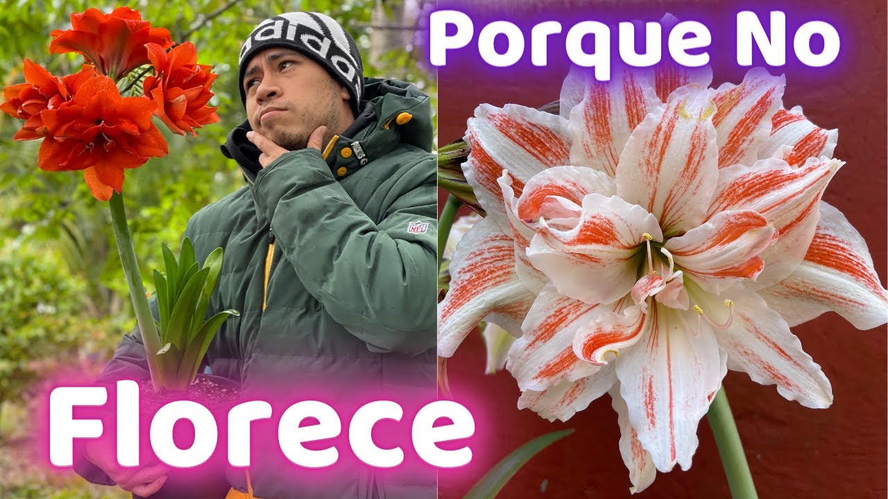 Por Esto NO FLORECE  Tu AMARILIS || HIPPEASTRUM || AZUCENA