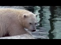Omnibus scenes of Snezhinka, the two and half years old female polar bear at Moscow Zoo