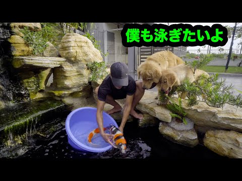 初めて錦鯉を見たゴールデンレトリバーの反応が可愛すぎる