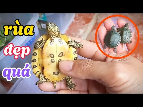 Đón thêm rùa bụng vàng, rùa xanh, rùa pound và chia sẻ cách chăm sóc ...