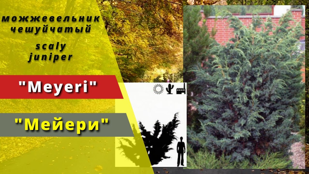 'Meyeri' - "Мейери". Juniperus squamata. Можжевельник чешуйчатый. Scaly juniper.