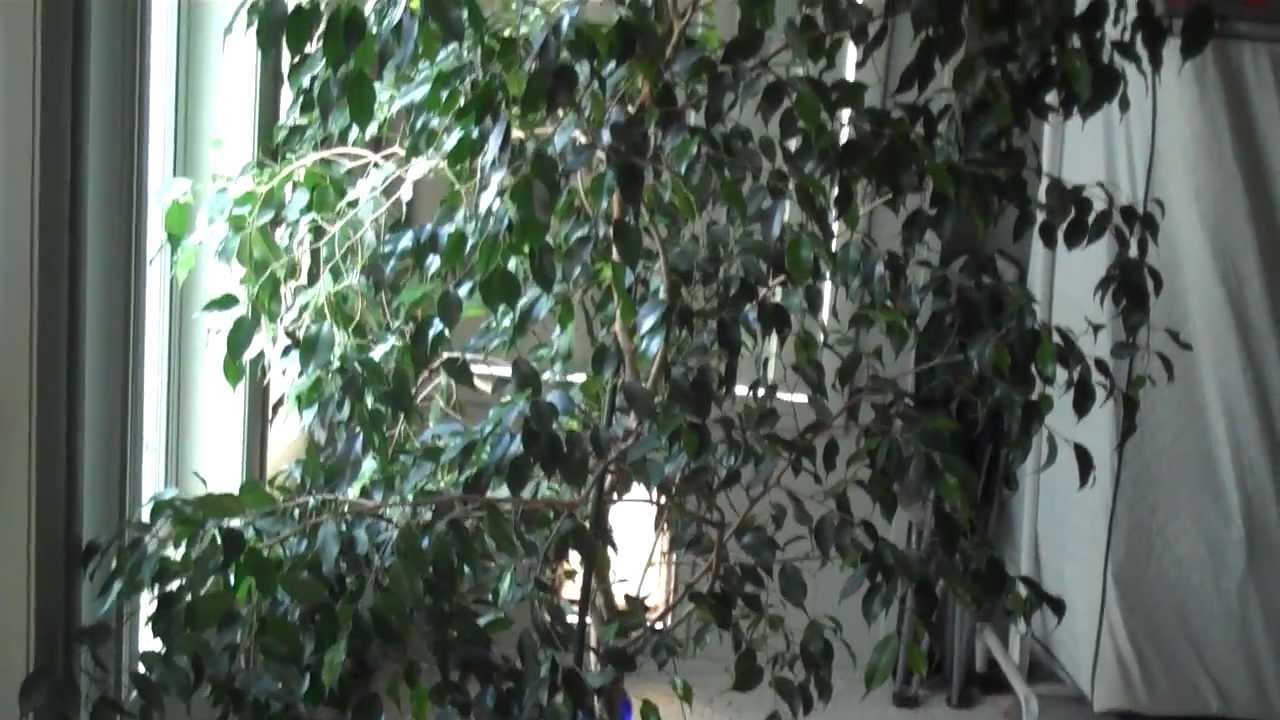 ficus tree fig weeping benjamina trim dvno