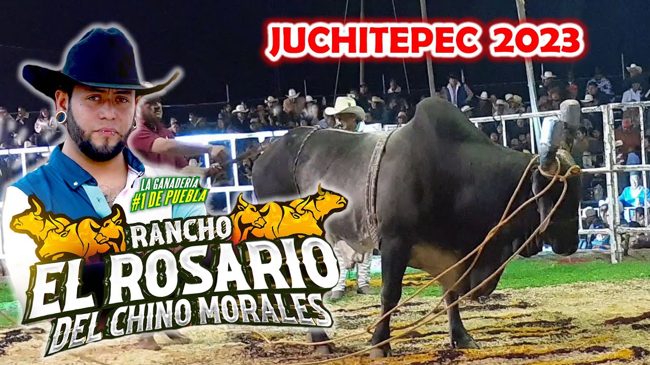 ¡LLEGARON CON PURO CEBU GRANDOTE! RANCHO EL ROSARIO DEL CHINO MORALES ...