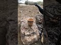شاهي جمر مظبوط شاهي جمر مظبوط