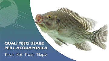 Cosa mangia la Tilapia?