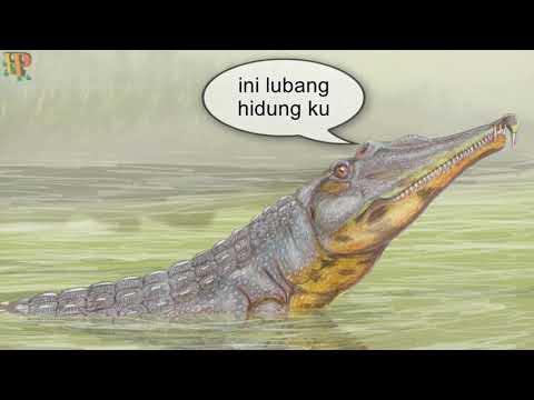 Video: Apakah buaya purba (crocodylomorphs)? Nenek moyang buaya moden
