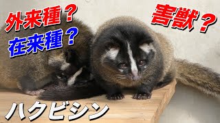 ハクビシンの生態〜元より日本に生息する動物（在来種）？それとも外来種？そして害獣なのか？〜