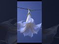 Ashoka and Brugmansia: A tropical explosion with a vibrant electronic beat.#short #foryou #chill