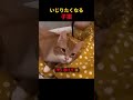 いじりたくなる子猫