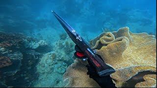 INSANE SPEARFISHING (Far North QLD) Episode 4, Diving Crocodile infested islands.