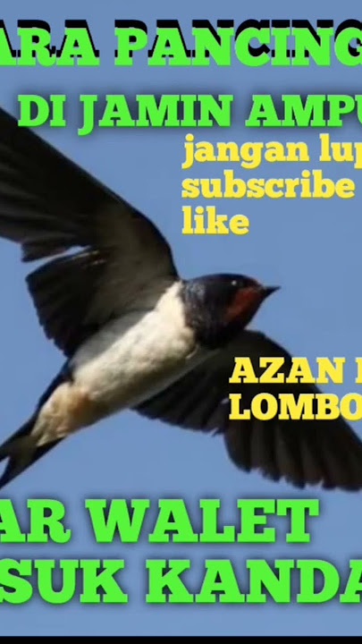 SP-TARIK INAP YANG AMPUH#burung#walet gratis#suara
