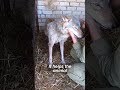 Rescuing the Wolf Who Bites #shorts