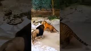 Download Lagu SINGA SURAI HITAM MEMBUAT HARIMAU SIBERIA KETAKUTAN ! MP3