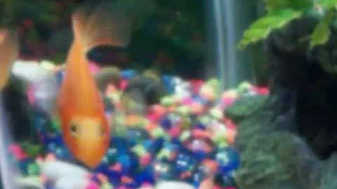 My Fish Tank
