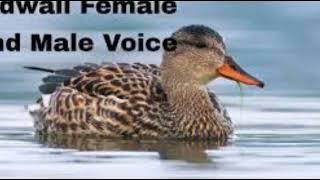 Male_and_female_Gadwall_Duck_Hunting_sound_(30)