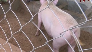 On The Farm: Using artificial insemination for improved pig breeding