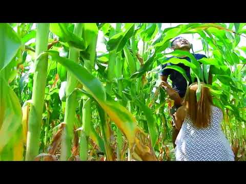 mesum di kebun jagung