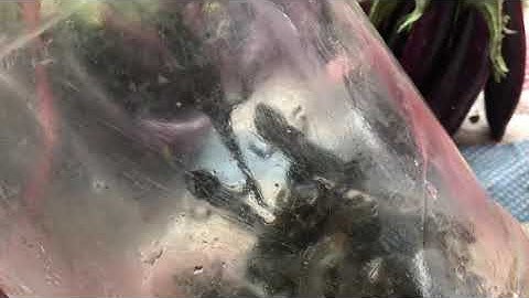 Tắc Kè nước vùng Hà Giang. Loại bụng đỏ làm thuốc trị bệnh Hen và các cơn động kinh. Lh 0979946444