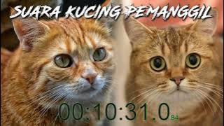 suara kucing memanggil jantan _ betina