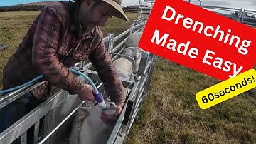 Quick Tutorial: How to Easily Drench Sheep in a Handler.
