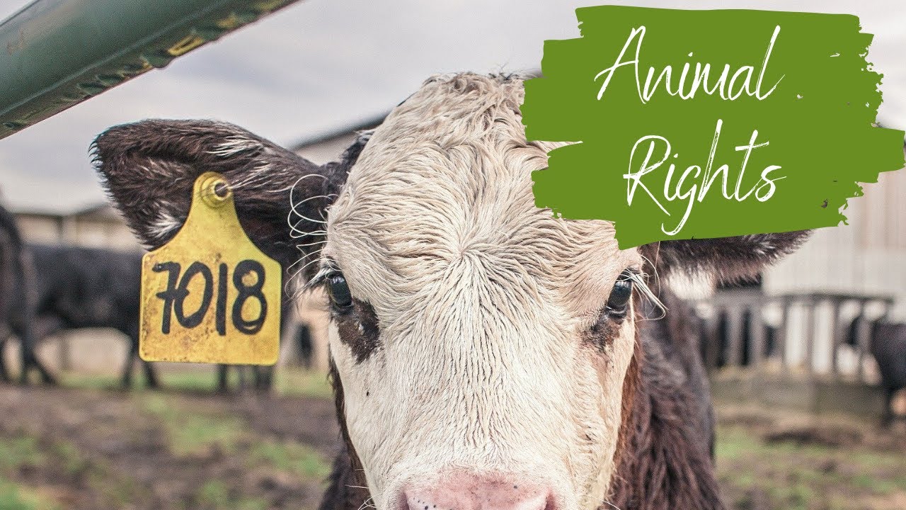 Animal Rights Week - YouTube