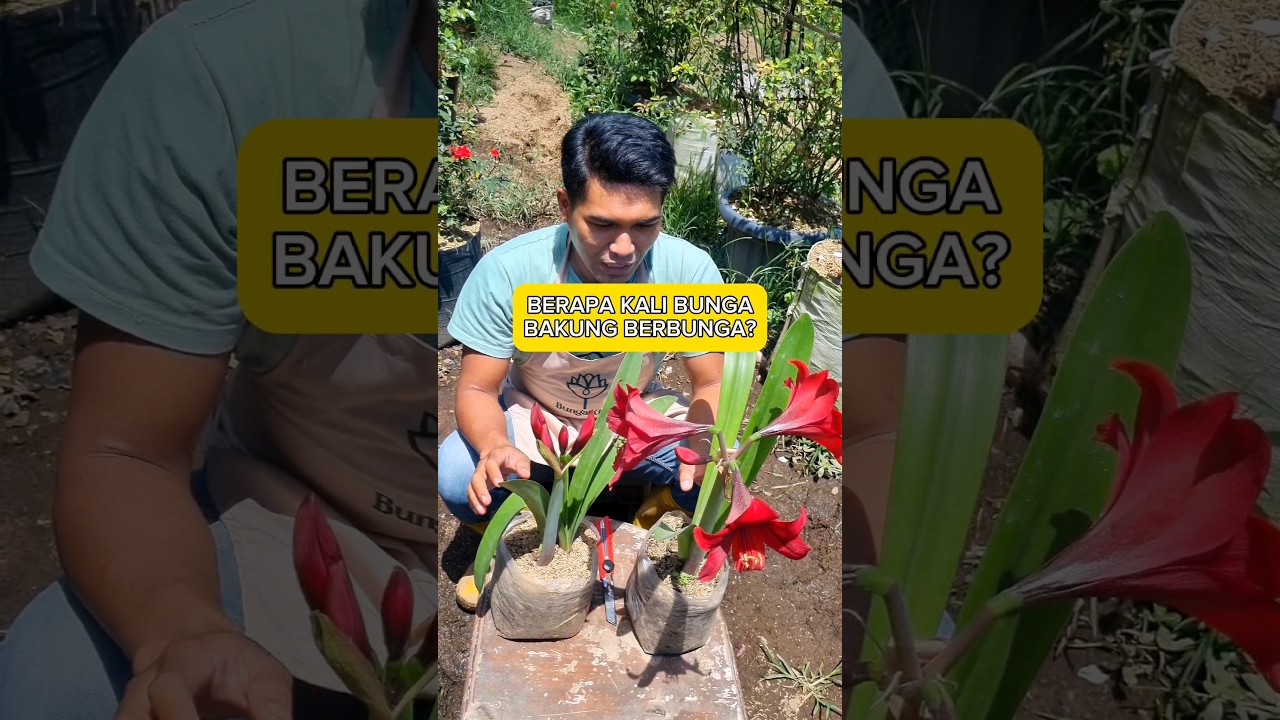 BERAPA KALI BUNGA BAKUNG BERBUNGA ?? 