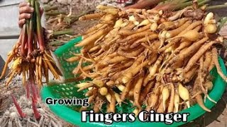 Recycle Cement Bags to Grow Finger Ginger at Home / Finger Root Planted, So many Tubers by NY SOKHOM