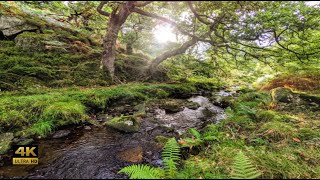 Ambient stream creek Nature Sounds for Sleep. Water Sounds 4k 3D Binaural