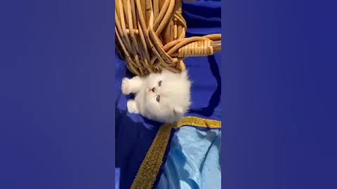 Watch the video about Persian silver-shaded chinchilla dollface