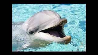Dolphins: Even Smarter Than You Thought | Nat Geo Live