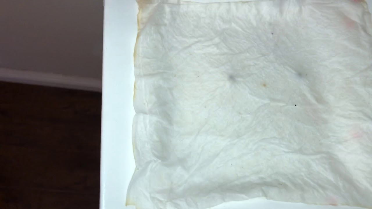 QUICK GERMINATION CANNABIS SEEDS