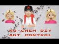 No-Chem DIY Ant Control 🍃🐜Green Ant Control Solution for Home