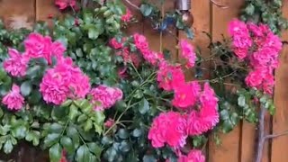BUNGA MAWAR PINK YANG INDAH SEDANG BERMEKAR!