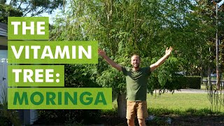 My Top Tree to Plant in Every Yard in Florida: Moringa, The Vitamin Tree