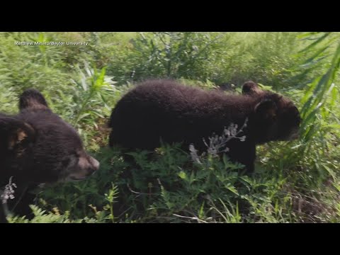 Wideo: Dlaczego Baylor to niedźwiedzie?