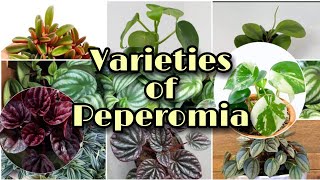 TOP Peperomia Plant Identification || #PeperomiaIdentification
