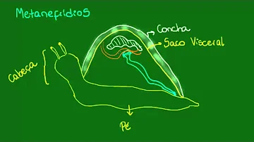 ¿Cómo se realiza la excreción en los moluscos?