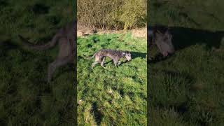 Scottish deerhound pup