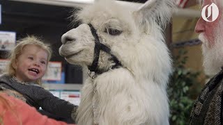 Riding on a MAX train made this llama famous: Oregon Tails screenshot 4