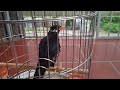 Tại sao có loại nhồng chân vàng và chân trắng?