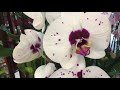 Обзор поступление орхидеи. В тц к празднику