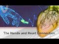 The Hands and Heart Connection