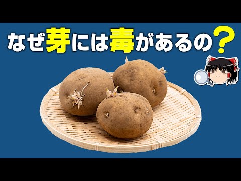 【ゆっくり解説】じゃがいもの毒性について。歴史、栄養を解説