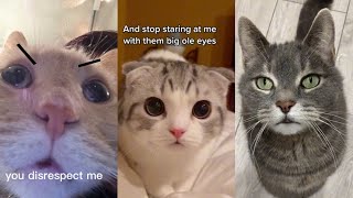 BEST CAT TIKTOKS!! #43 by ANIMAL TIKTOK 8,369 views 2 years ago 18 minutes