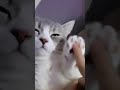 👉 I Wasn’t Ready for What This Cat Did 😂 # short